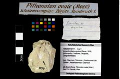 Foto (Objekt + Etikett) von Longodromites angustus (Reuss, 1858)  (NHMW-GEO-1990-0041-3177)